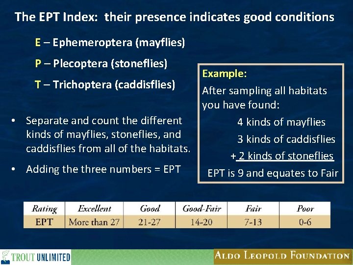 The EPT Index: their presence indicates good conditions E – Ephemeroptera (mayflies) P –