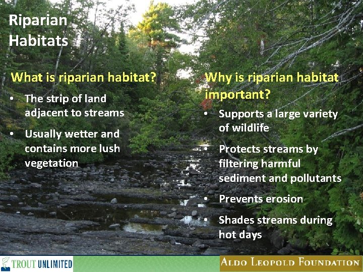 Riparian Habitats What is riparian habitat? • The strip of land adjacent to streams