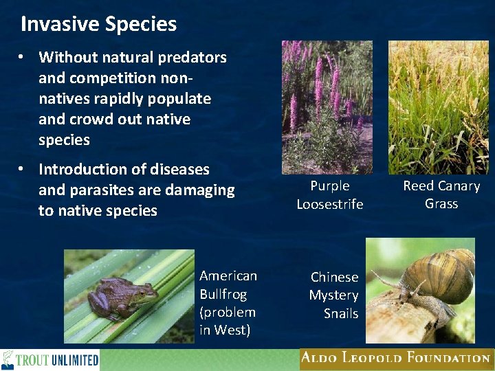 Invasive Species • Without natural predators and competition nonnatives rapidly populate and crowd out