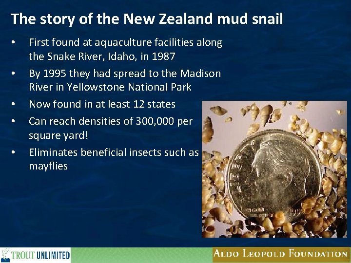 The story of the New Zealand mud snail • • • First found at