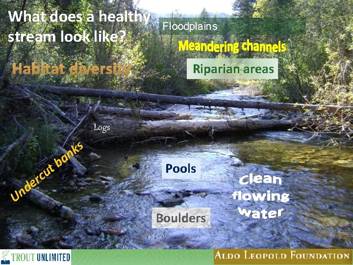 What does a healthy stream look like? Habitat diversity Floodplains Riparian areas Logs s