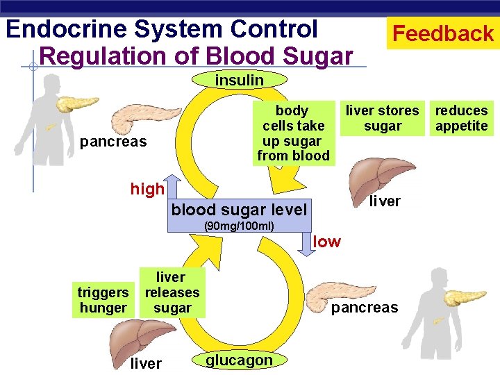 Endocrine System Control Regulation of Blood Sugar Feedback insulin liver stores sugar body cells