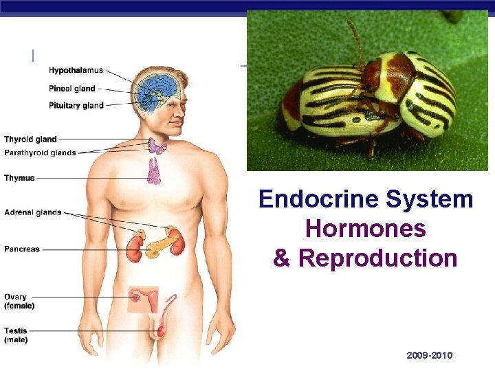 Endocrine System Hormones & Reproduction Regents Biology 2009 -2010 