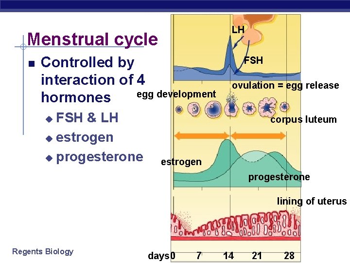 LH Menstrual cycle Controlled by interaction of 4 egg development hormones FSH & LH