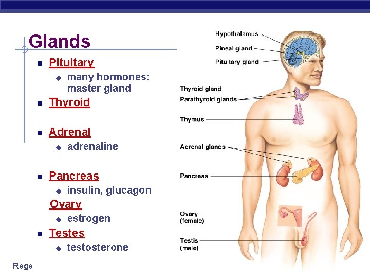 Glands Pituitary u many hormones: master gland Thyroid Adrenal u adrenaline Pancreas u insulin,