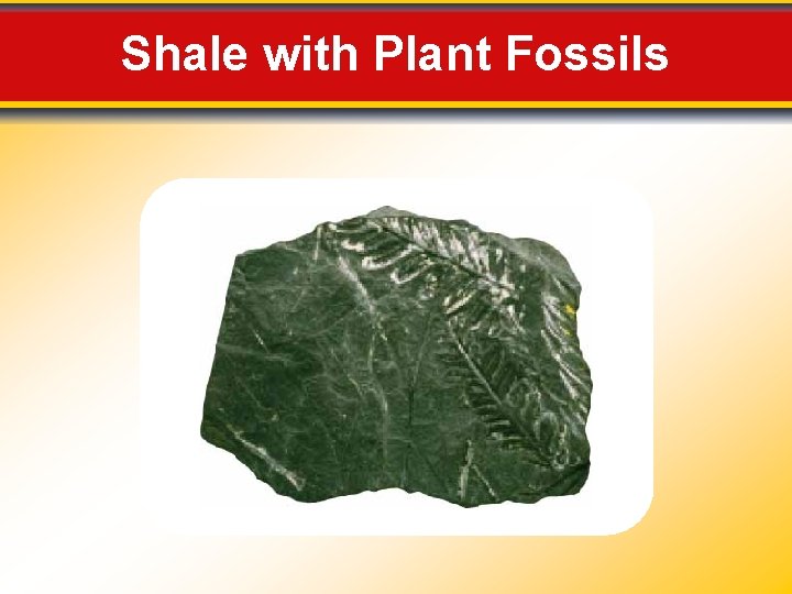 Shale with Plant Fossils 