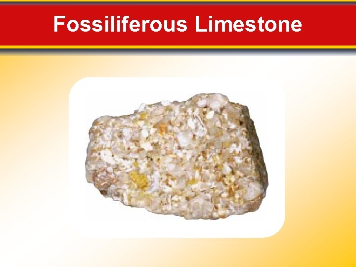 Fossiliferous Limestone Fossiliferous Limestone