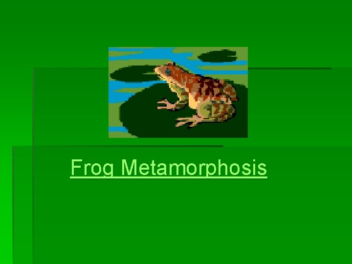 Frog Metamorphosis 