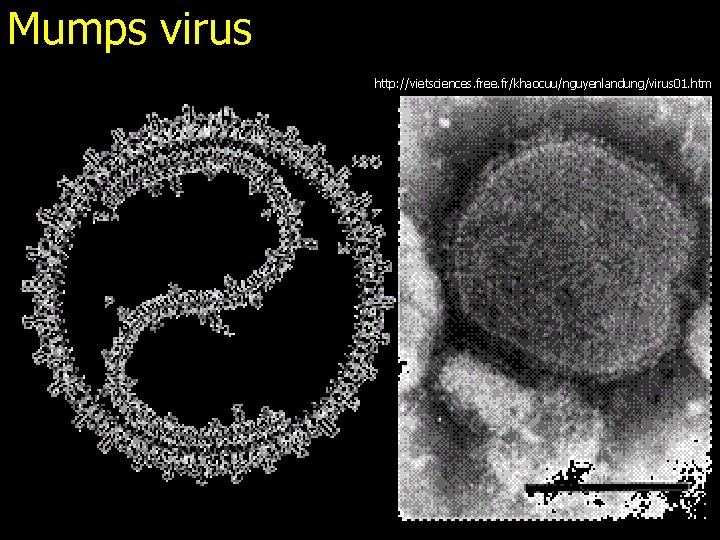 Mumps virus http: //vietsciences. free. fr/khaocuu/nguyenlandung/virus 01. htm 