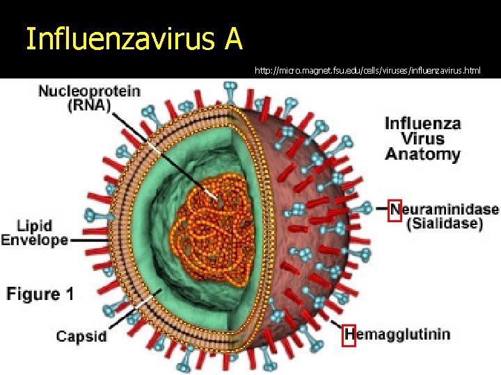Influenzavirus A http: //micro. magnet. fsu. edu/cells/viruses/influenzavirus. html 