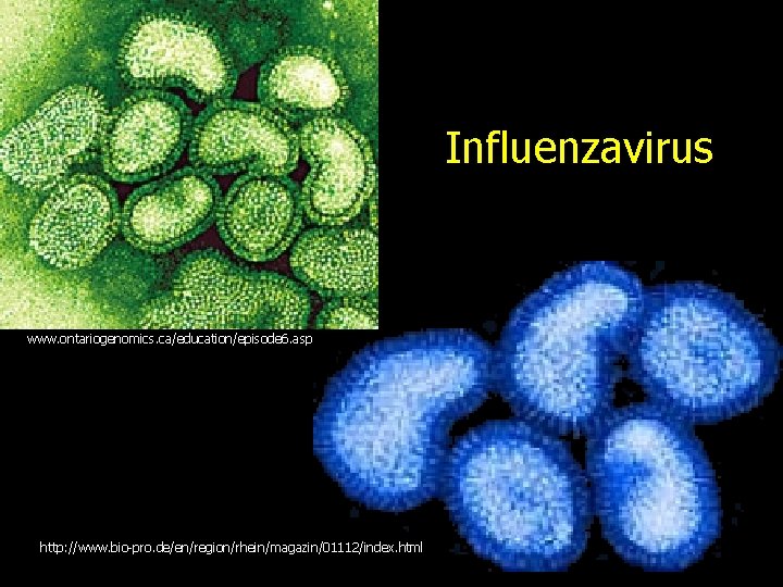 Influenzavirus www. ontariogenomics. ca/education/episode 6. asp http: //www. bio-pro. de/en/region/rhein/magazin/01112/index. html 