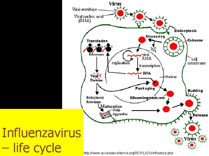 Influenzavirus – life cycle http: //www. accessexcellence. org/RC/VL/GG/influenza. php 