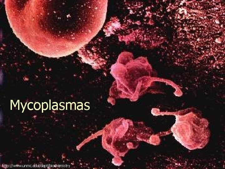 Mycoplasmas http: //www. unmc. edu/dept/biochemistry 