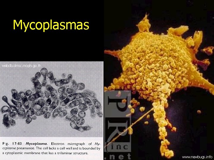 Mycoplasmas webdb. dmsc. moph. go. th www. newbugs. info 