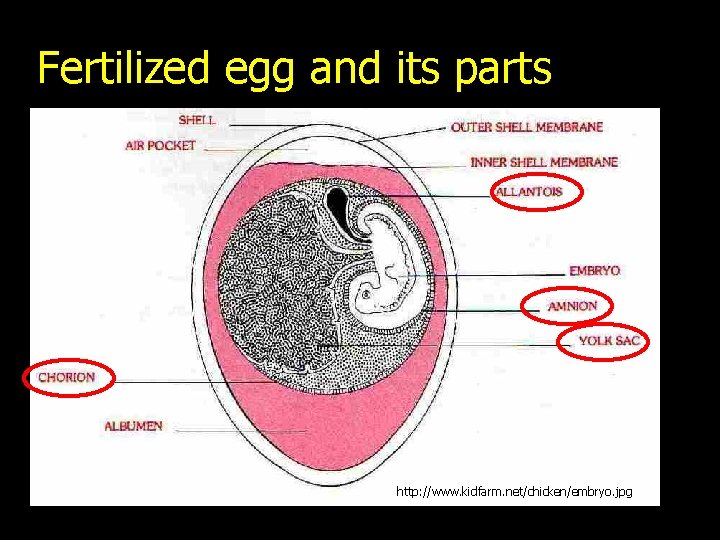 Fertilized egg and its parts http: //www. kidfarm. net/chicken/embryo. jpg 