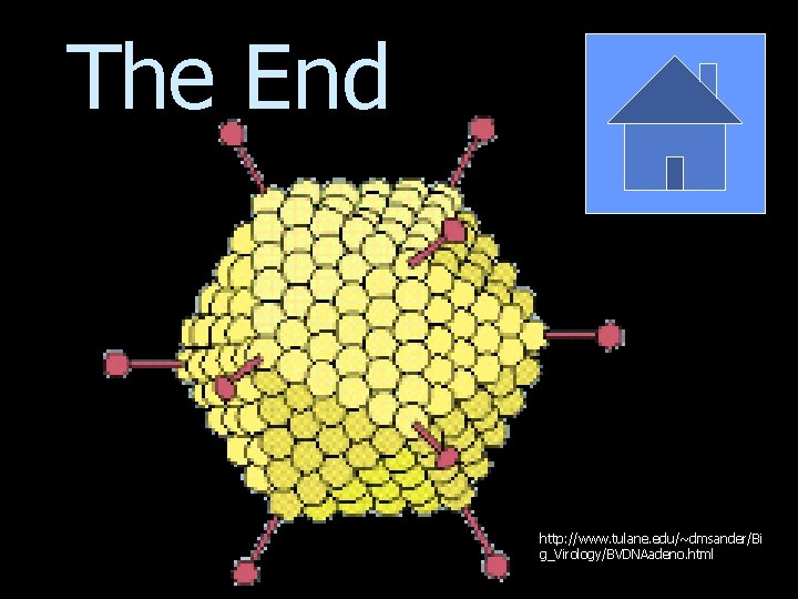 The End http: //www. tulane. edu/~dmsander/Bi g_Virology/BVDNAadeno. html 