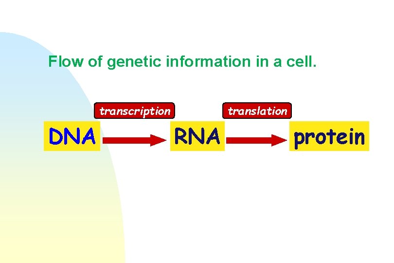 Flow of genetic information in a cell. transcription DNA translation RNA protein 