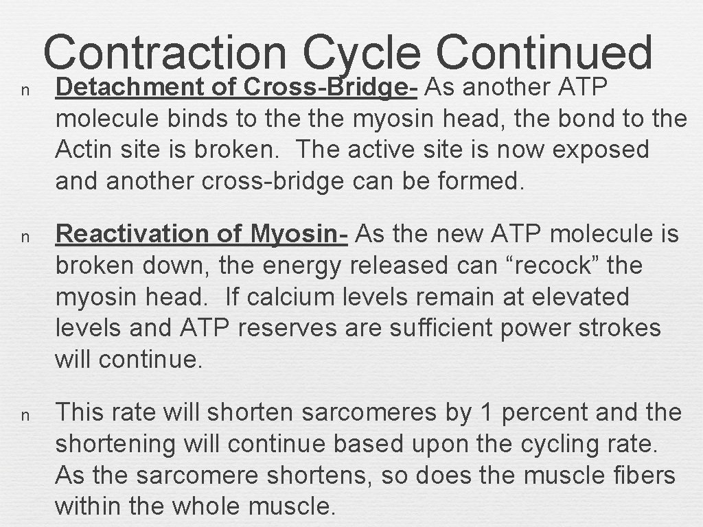 Contraction Cycle Continued n Detachment of Cross-Bridge- As another ATP molecule binds to the