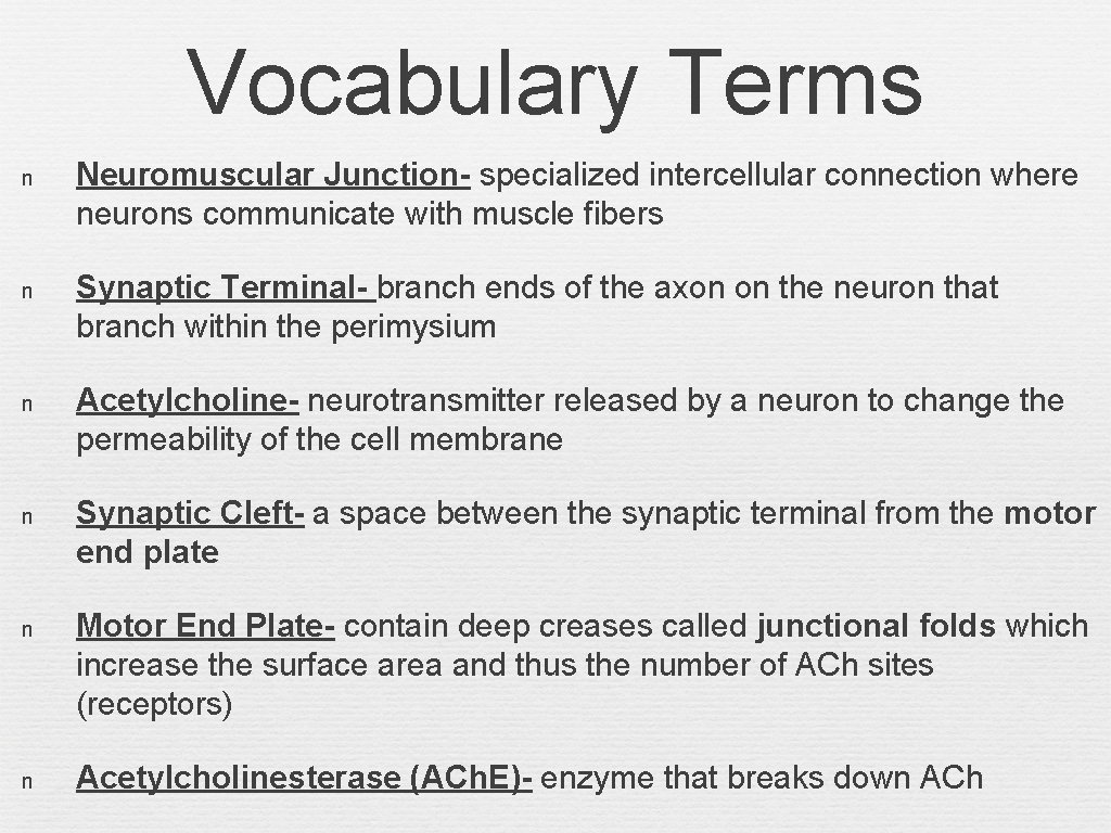 Vocabulary Terms n Neuromuscular Junction- specialized intercellular connection where neurons communicate with muscle fibers