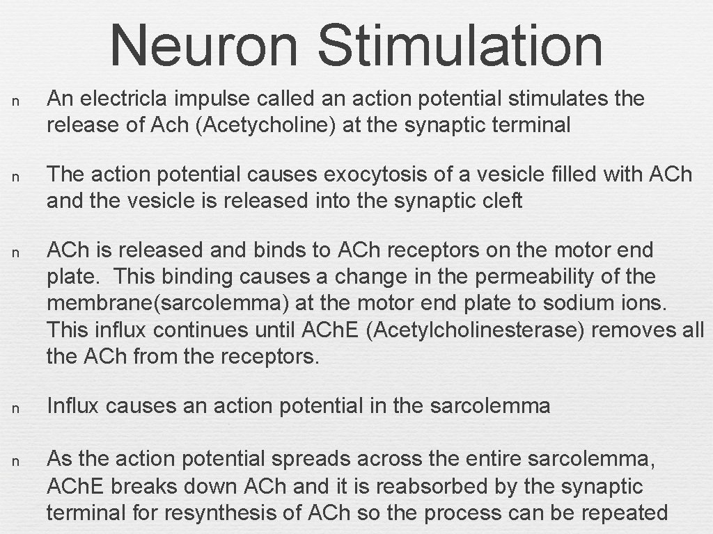 Neuron Stimulation n An electricla impulse called an action potential stimulates the release of