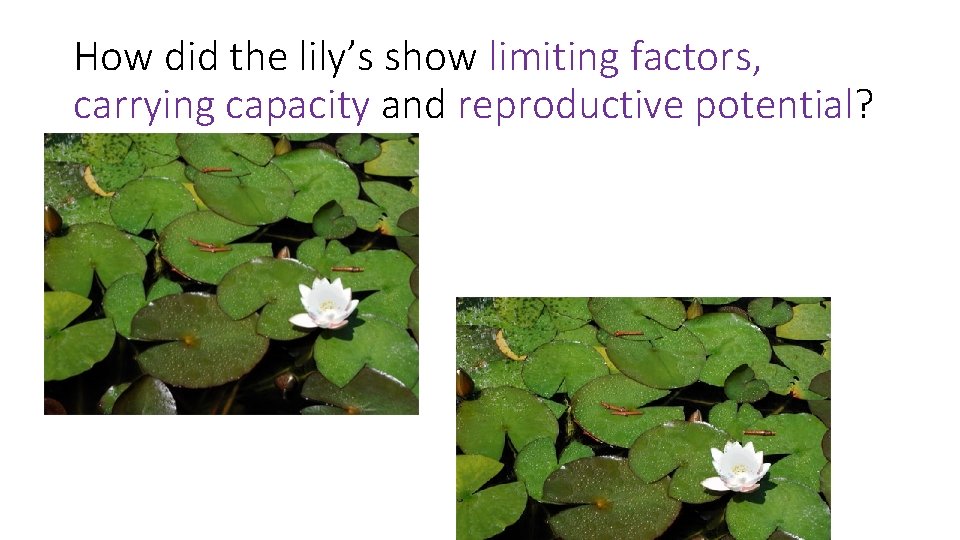 How did the lily’s show limiting factors, carrying capacity and reproductive potential? 