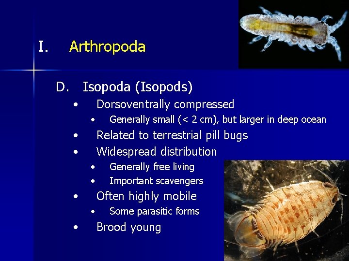 I. Arthropoda D. Isopoda (Isopods) • Dorsoventrally compressed • • • Related to terrestrial