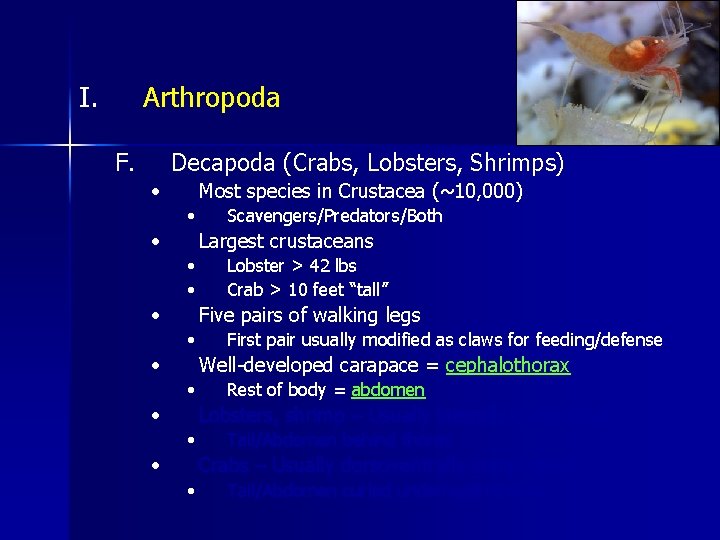 I. Arthropoda F. Decapoda (Crabs, Lobsters, Shrimps) • Most species in Crustacea (~10, 000)