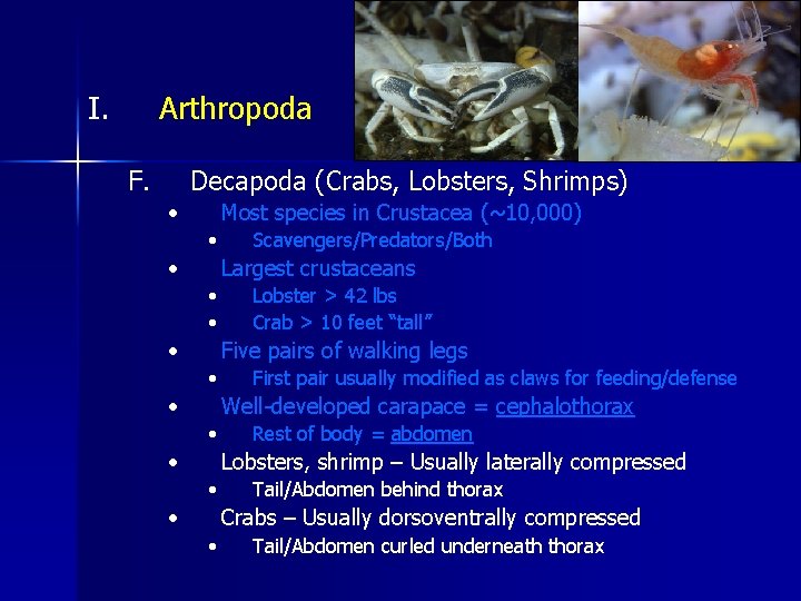 I. Arthropoda F. Decapoda (Crabs, Lobsters, Shrimps) • Most species in Crustacea (~10, 000)