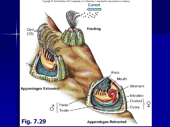 Fig. 7. 29 