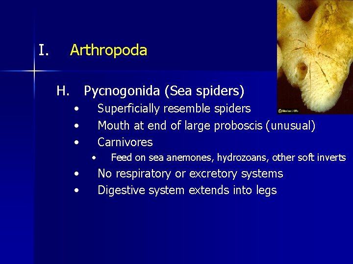 I. Arthropoda H. Pycnogonida (Sea spiders) • • • Superficially resemble spiders Mouth at