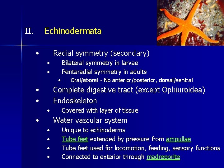 II. Echinodermata • Radial symmetry (secondary) • • Bilateral symmetry in larvae Pentaradial symmetry