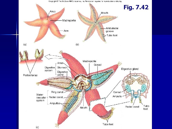 Fig. 7. 42 