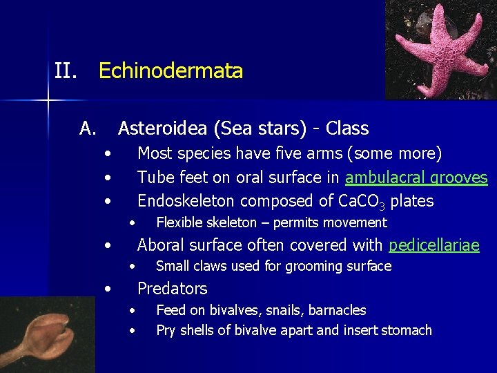 II. Echinodermata A. Asteroidea (Sea stars) - Class • • • Most species have