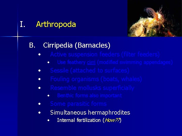 I. Arthropoda B. Cirripedia (Barnacles) • Active suspension feeders (filter feeders) • • Use