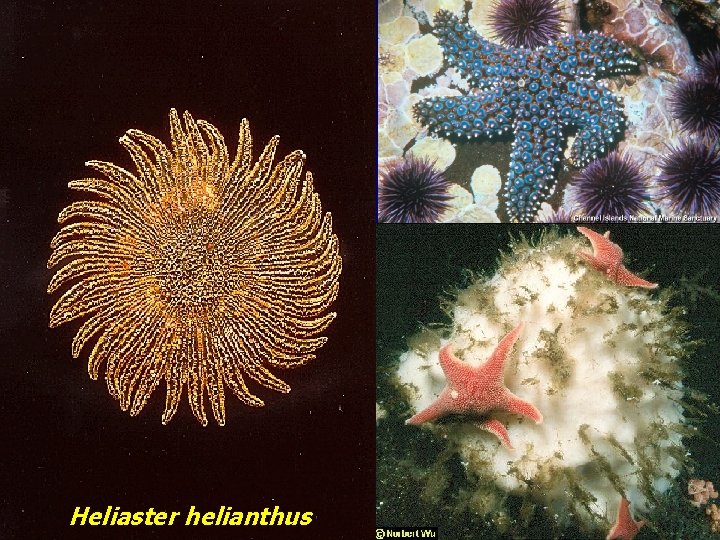 Heliaster helianthus 