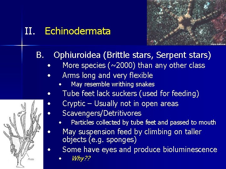 II. Echinodermata B. Ophiuroidea (Brittle stars, Serpent stars) • • More species (~2000) than