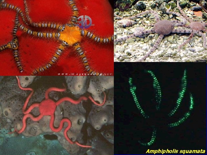 Amphipholis squamata 