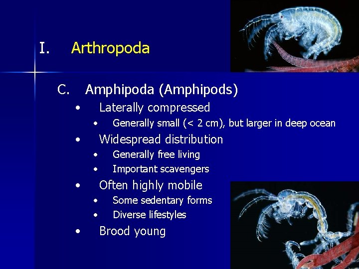 I. Arthropoda C. Amphipoda (Amphipods) • Laterally compressed • • Widespread distribution • •