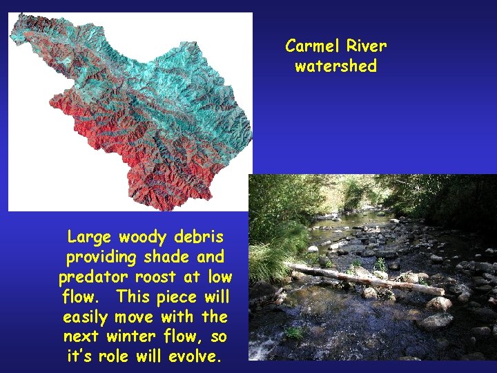 Carmel River watershed Large woody debris providing shade and predator roost at low flow.