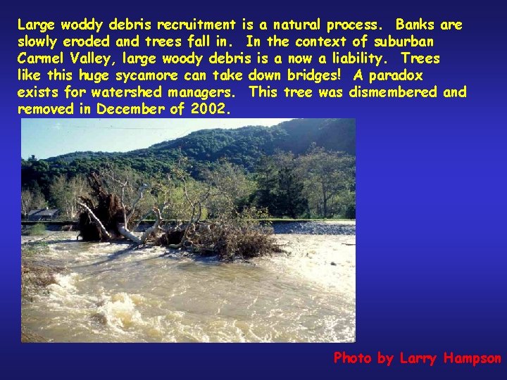 Large woddy debris recruitment is a natural process. Banks are slowly eroded and trees