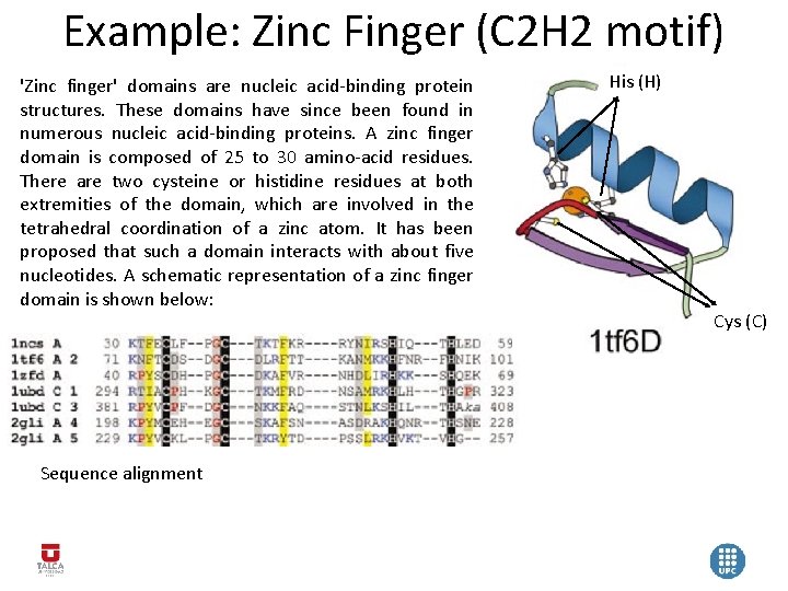 Example: Zinc Finger (C 2 H 2 motif) 'Zinc finger' domains are nucleic acid-binding