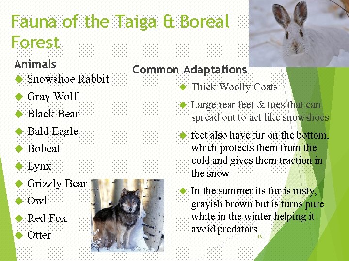 Fauna of the Taiga & Boreal Forest Animals Snowshoe Rabbit Gray Wolf Black Bear
