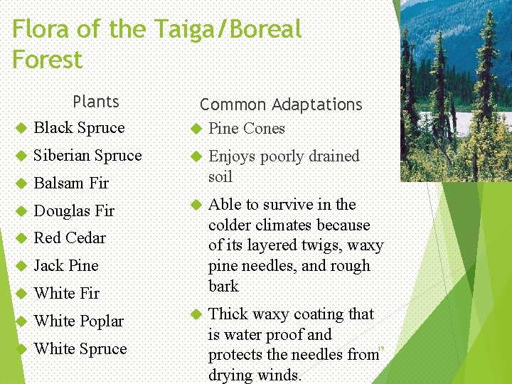 Flora of the Taiga/Boreal Forest Plants Black Spruce Siberian Spruce Balsam Fir Douglas Fir