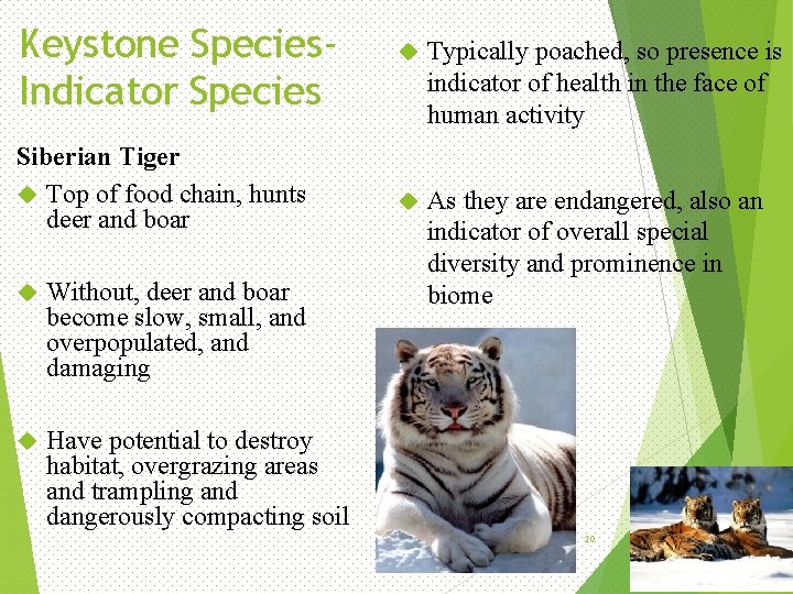 Keystone Species. Indicator Species Siberian Tiger Top of food chain, hunts deer and boar