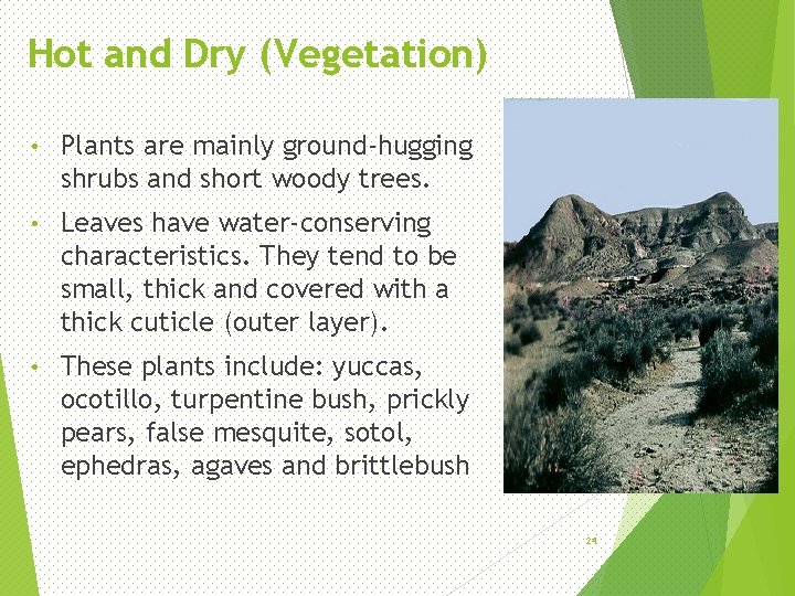 Hot and Dry (Vegetation) • Plants are mainly ground-hugging shrubs and short woody trees.