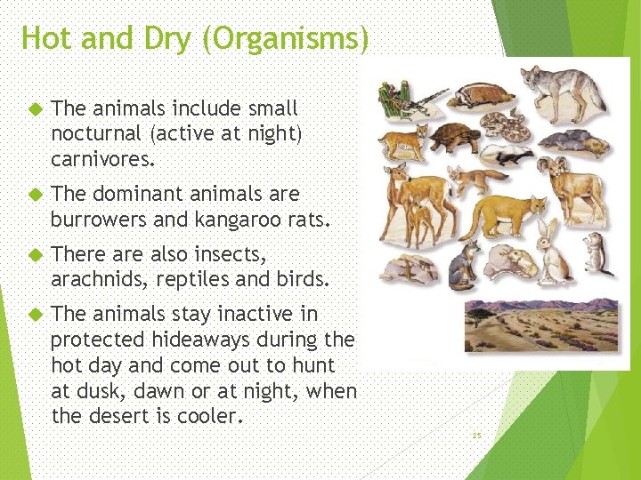 Hot and Dry (Organisms) The animals include small nocturnal (active at night) carnivores. The