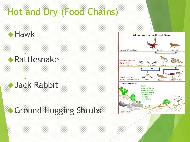 Hot and Dry (Food Chains) Hawk Rattlesnake Jack Rabbit Ground Hugging Shrubs 26 