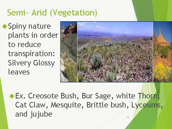 Semi- Arid (Vegetation) Spiny nature plants in order to reduce transpiration: Silvery Glossy leaves