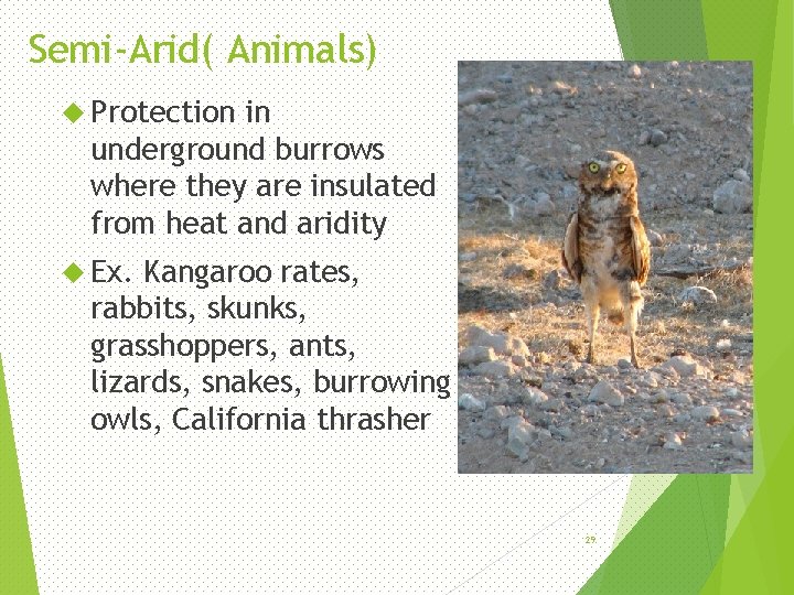 Semi-Arid( Animals) Protection in underground burrows where they are insulated from heat and aridity