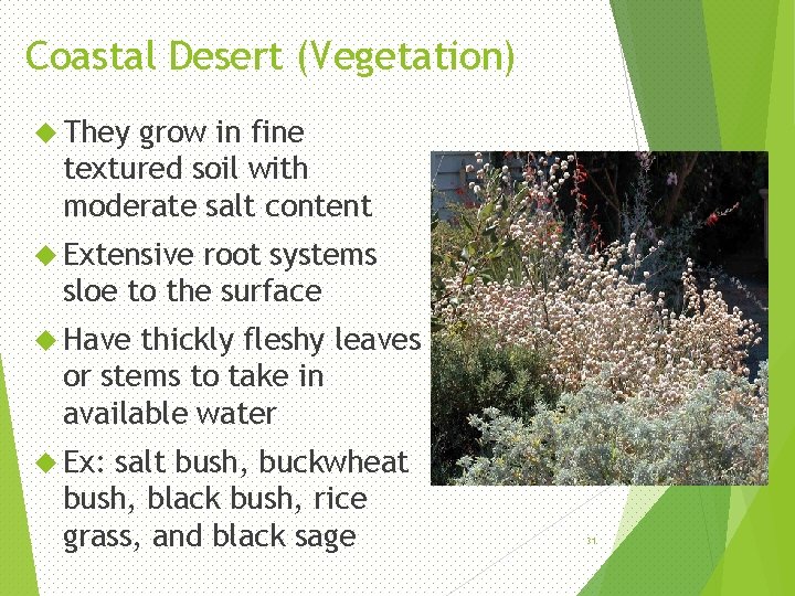 Coastal Desert (Vegetation) They grow in fine textured soil with moderate salt content Extensive